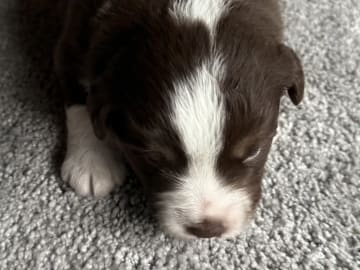 Miniature american shepherd · Beitstad · Rita Iren Dalberg