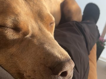 Pitbull/bully · Hisings Backa · Gabriella B.