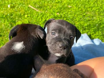 Staffordshire Bull Terrier · Höör · Thorondor