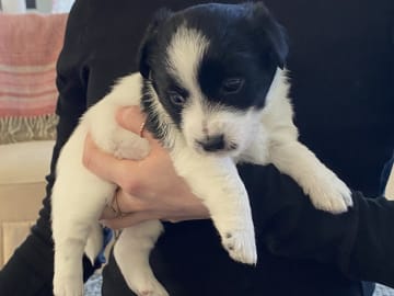 Jack russell terrier · Varberg · Kennel Beldio’s