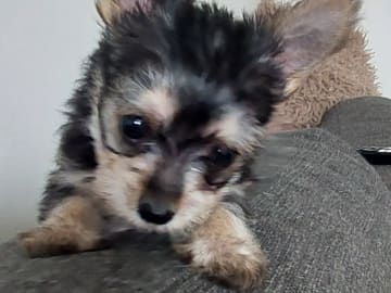 Chorkie · Vårby · DochD
