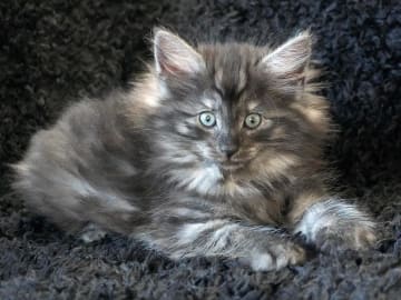 Norsk skogkatt · Lidingö · SE*Avivaz