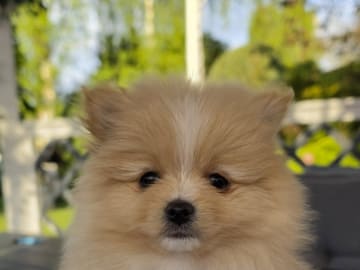 Pomeranian · Billesholm · Björn R.