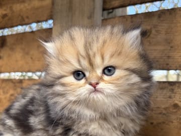 Brittiskt långhår · Båstad · SE*Lilla Kattmakeriet