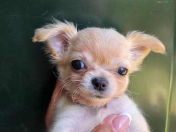 Chihuahua · København Nv · Tikus