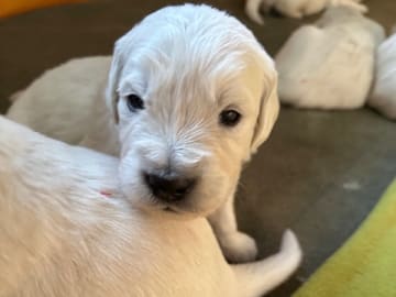 Golden retriever · Mariestad · Fanzia