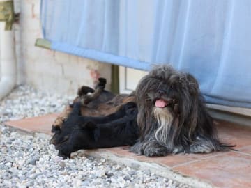 Lhasa apso · Gjerlev J · Crystal Eye's