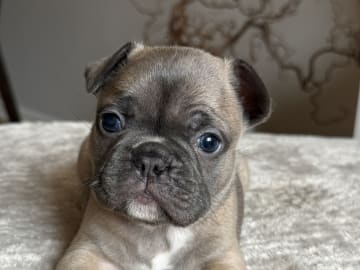 Fransk bulldogg · Malmö · Tracy D.