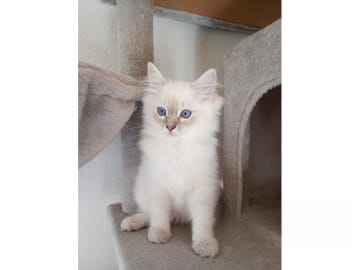 Ragdoll · Strömsnäsbruk · SE*Borgabyns