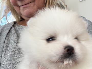 Pomeranian · Ljusterö · Björkarbo