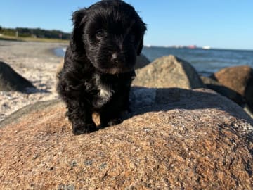 Maltipoo · Kirkholt · Ellinor C.