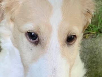 Borzoi · Göteborg · Velikij