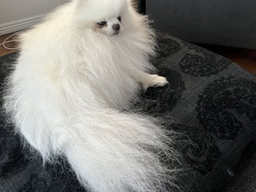 Pomeranian · Ljusterö · Björkarbo