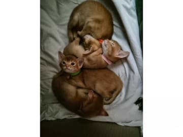 Abyssiner katt · Molkom · SE*Antennaria Rubra's