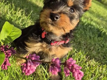 Silky terrier · Tynset · Kennel Showsilk