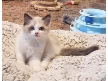 Ragdoll · Väse · SE*Wernigerodes