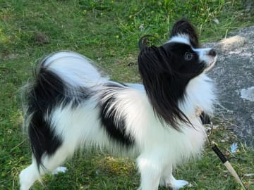 Papillon · Norrköping · Silkywind's