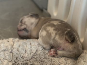 Gaso’s kennel