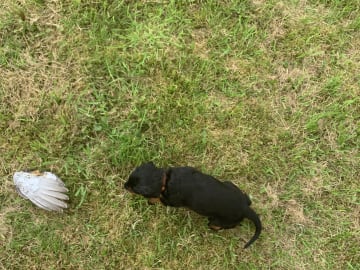 Gordonsetter · Bjoa · Storenutens