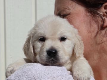 Golden retriever · Tjällmo · Ekbergarn’s  kennel