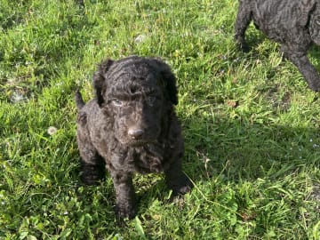 Labradoodle · Nol · Lyckliga Vovven