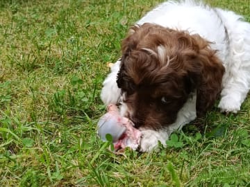 Cockerpoo · Hjortkvarn · Hjortkvarns Cavapoo