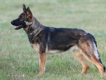 Kennel Snibor Anzi