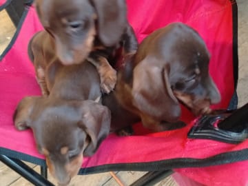 Dachshund · Gjesåsen · Line Merethe Suomalainen