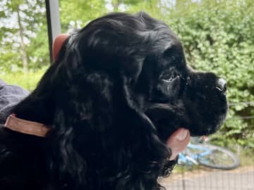 Amerikansk cocker spaniel · Järfälla · LillaFröken