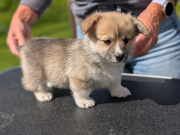 Welsh Corgi Pembroke · Braskereidfoss · Striolin