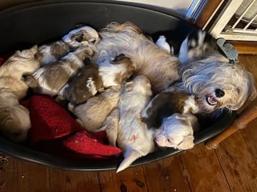 Havanese · Borre · Fra Lærkelyst