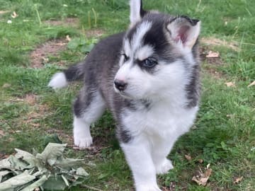 Siberian husky · Hallstavik · Kusby