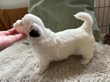 Mix - Maltese/Shih Tzu/Lhasa Apso · Malmö · Kristina Petkovska L.