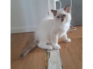 Ragdoll · Anderslöv · S*Earth Angel's