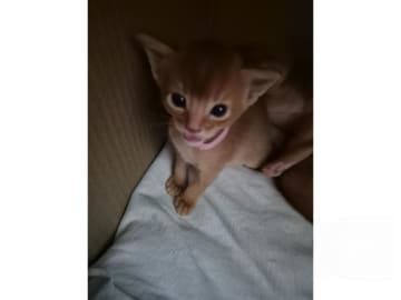 Abyssiner katt · Molkom · SE*Antennaria Rubra's