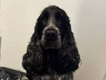 Cocker Spaniel · Färjestaden · Kari K.