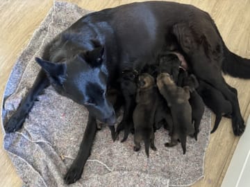 Tysk Schäferhund · Bjerringbro · Team Buddi