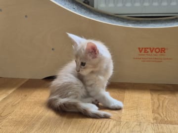 Maine Coon · Västra Frölunda · Dagdrivarn