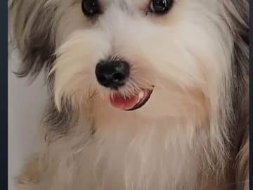 Maltipoo · Linköping · David K.
