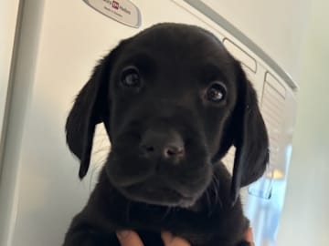 Mitzys retrivers