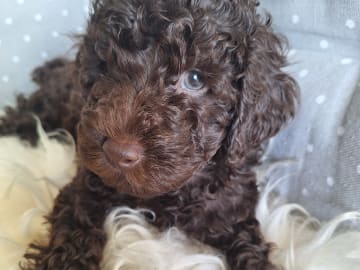 Pudel, dvärg · Upplands väsby · Ingen kennel