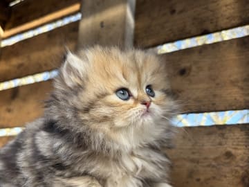 Brittiskt långhår · Båstad · SE*Lilla Kattmakeriet