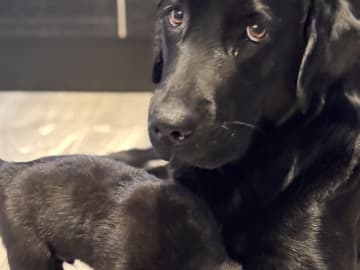 Labrador retriever · Rakkestad · Nina F.