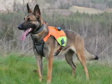 Schäferhund · Lunde · Ulvehiet