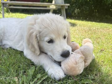 Golden retriever · Blomstermåla · Guld-Fias