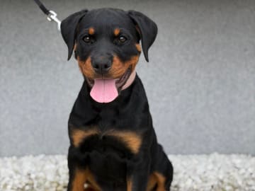 Rottweiler · Lödöse · Kennel Lexander's