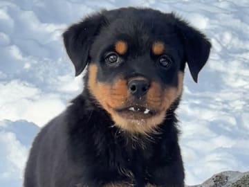 Rottweiler · Frövi · Kennel Tapto's