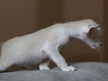 Oriental Adore Cattery