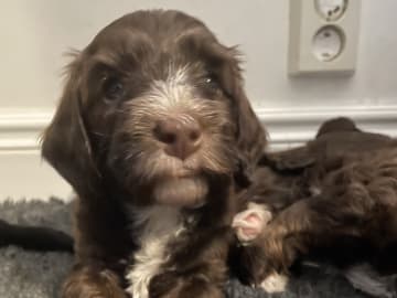 Labradoodle · Skultuna · Björn M.