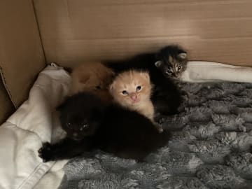 Norsk skogkatt/huskatt · Kristianstad · Felicia K.